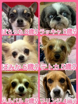 🐾今日の里親様募集中ワンコ🐶メンバーです🐾2023,6,25【保護犬カフェ天神橋店】